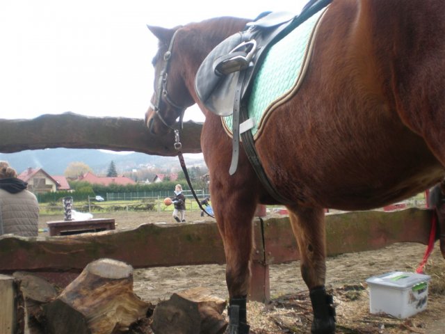 Hubertus 2010